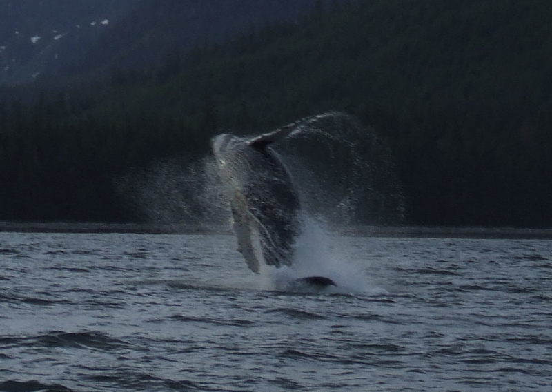 Humpback Whale clears the water.